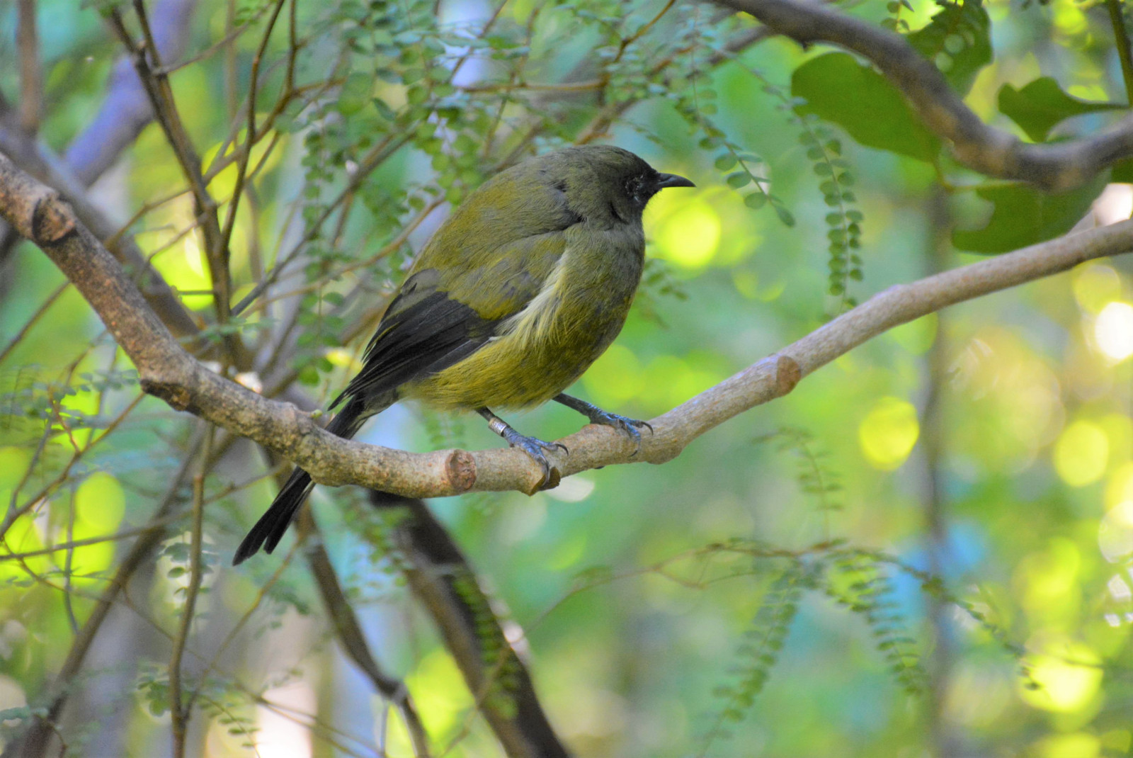 image New Zealand Bellbird